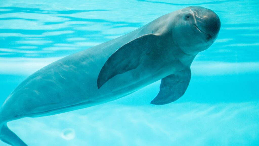 Porpoises, a type of small dolphins