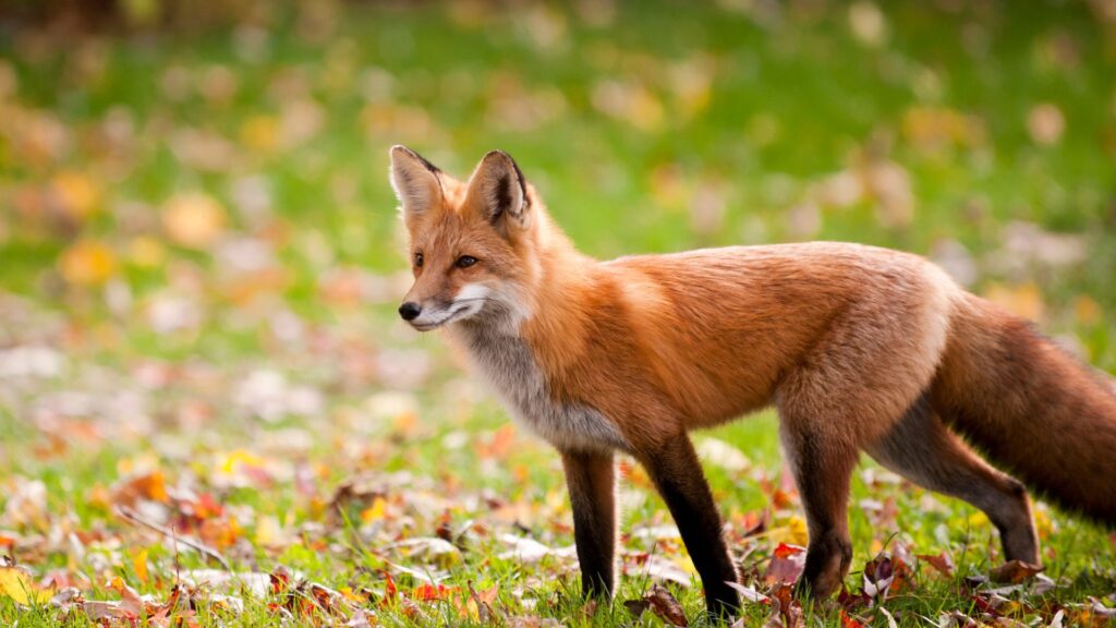 Red fox, Norway