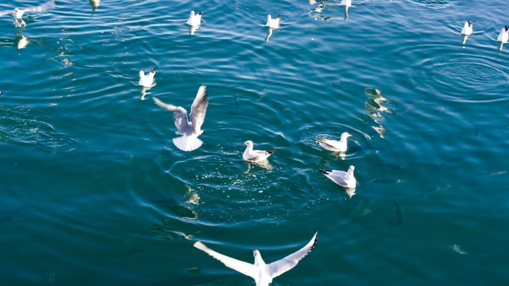 Sea gulls