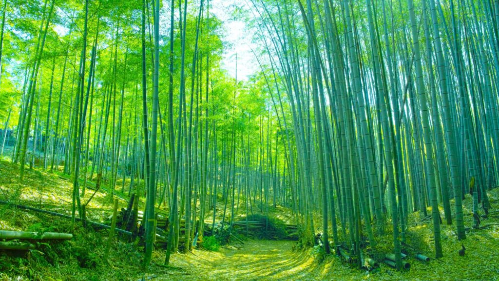 bamboo groves