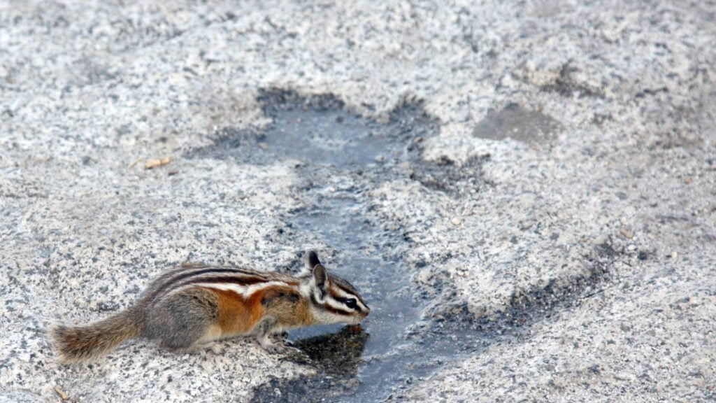 A Yosemite chipmunk