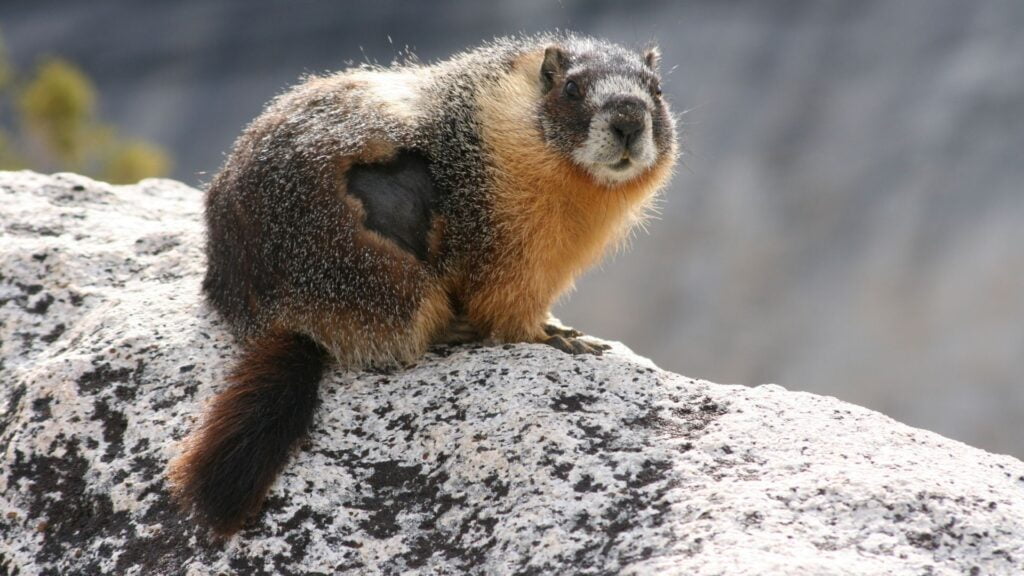A Yosemite marmot