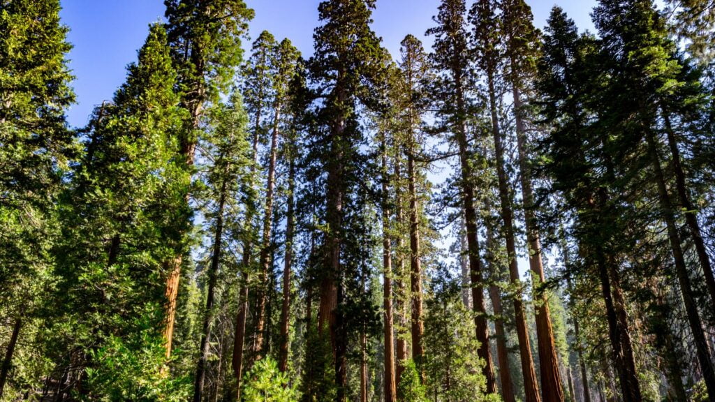 Giant sequoias in Yosemite National Park