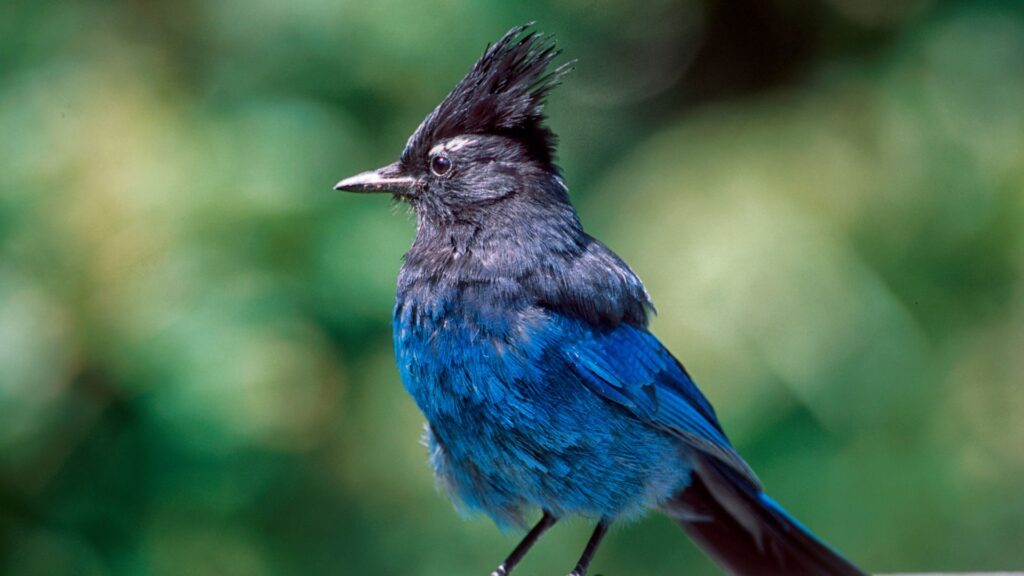 Steller’s jay
