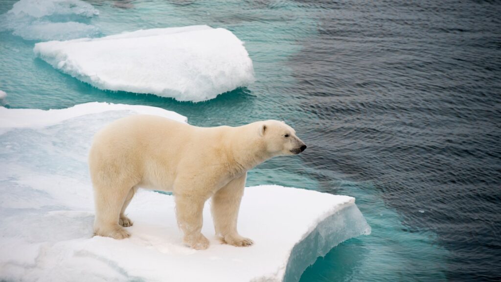 A polar bear on sea ice