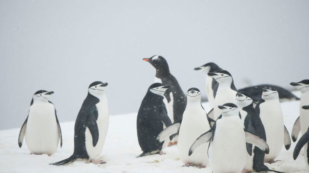 Antarctica penguins