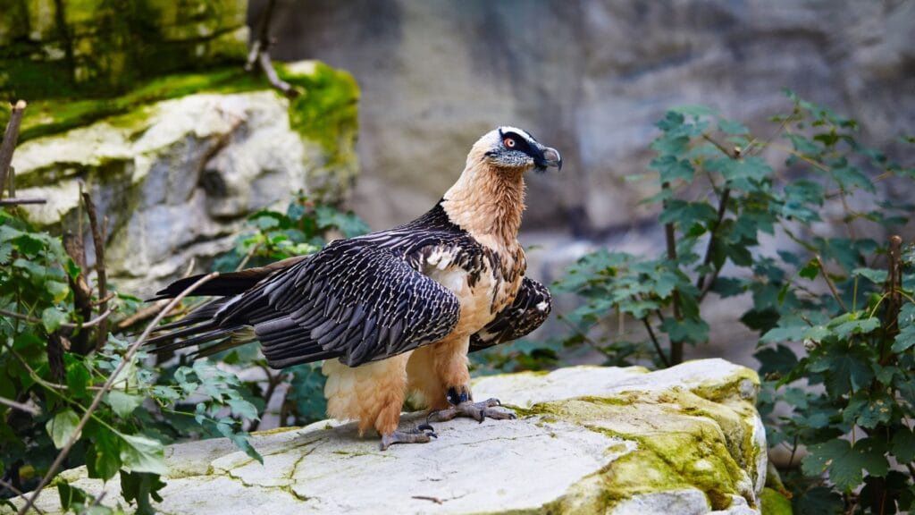 A bearded vulture