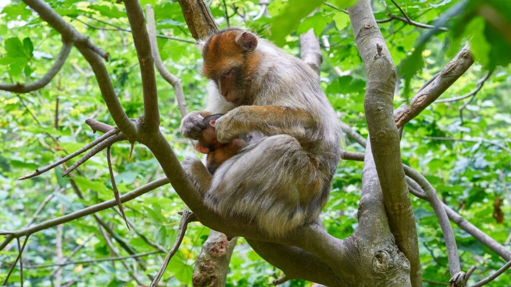 the Barbary macaque