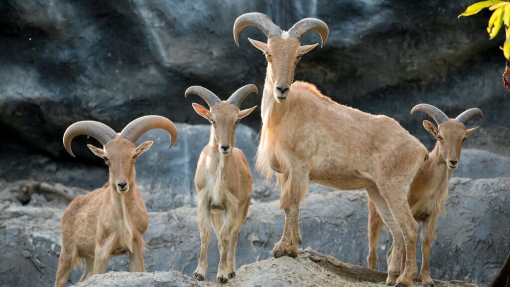 Barbary sheep