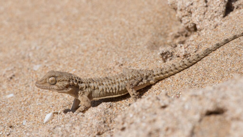 Moorish gecko